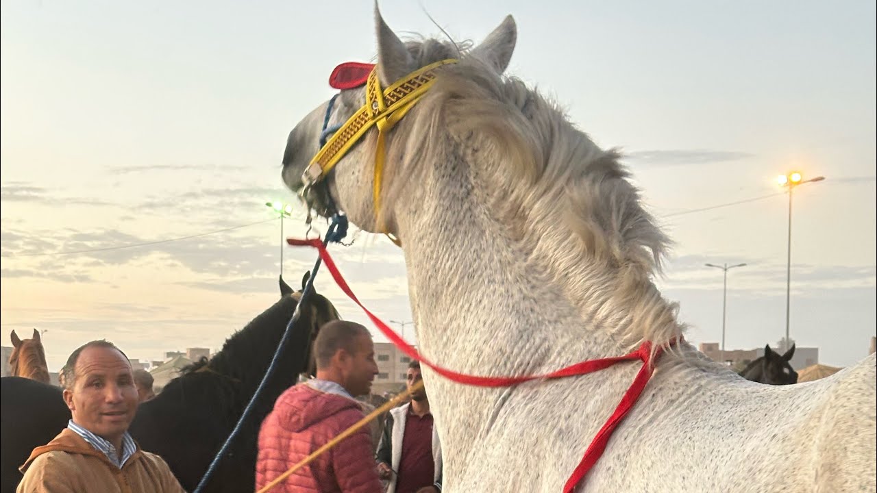 مباشرة سوق ثلاتاء الخميسات ناس البقري يشكيو من غلاء و رحبة الخيل يوم داخل المليح و شاري موجود