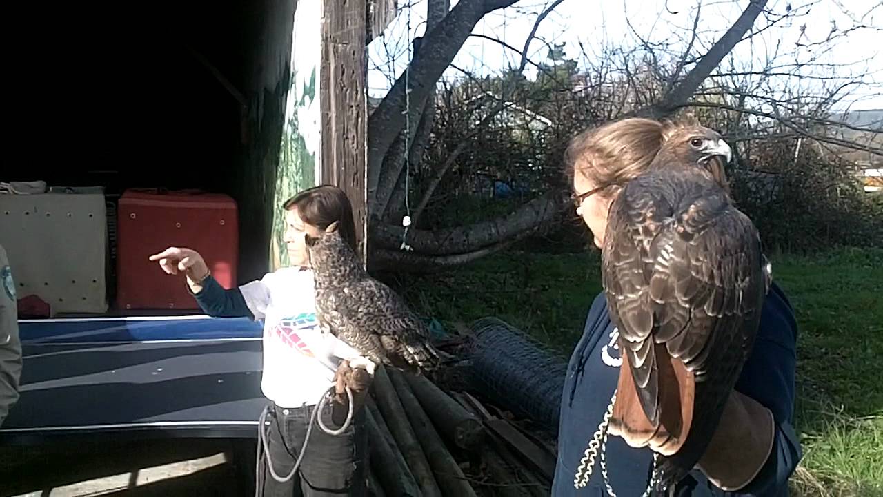 Myth-Dispelling Wildlife Experts!