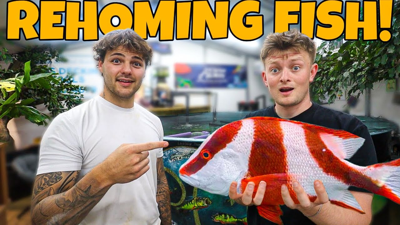 I HAD TO GET RID OF MY FISH!