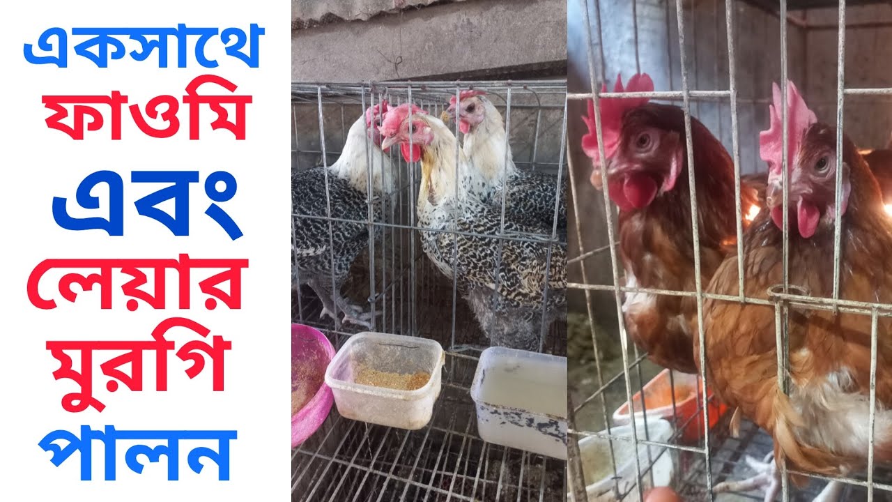 একসাথে লেয়ার মুরগি এবং ফাউমি মুরগি পালন করলে কোন অসুবিধা হয় কিনা জানতে চাইলে ভিডিওটি দেখুন