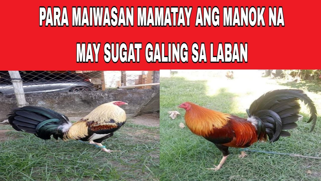 PARA MAIWASAN MAMATAY ANG MANOK NA MAY SUGAT GALING SA LABAN ITO DAPAT MO GAWIN.