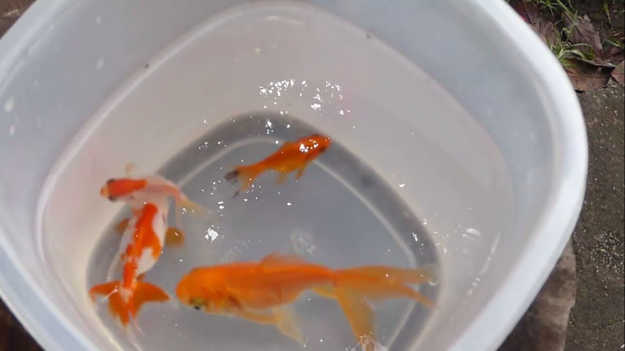 Proyecto Mini-estanque #5: Peces para el mini estanque