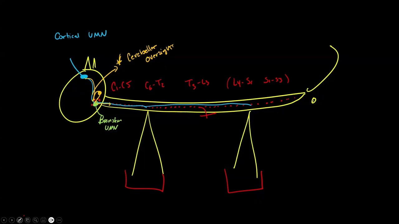 Veterinary Neurolocalization - Spinal Localization for Medicine Residents.