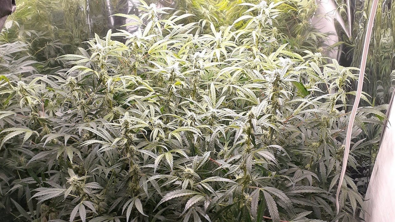 Week 12 THC Bomb autoflower test grow with Spiderfarmer SF-1000 medical marijuana