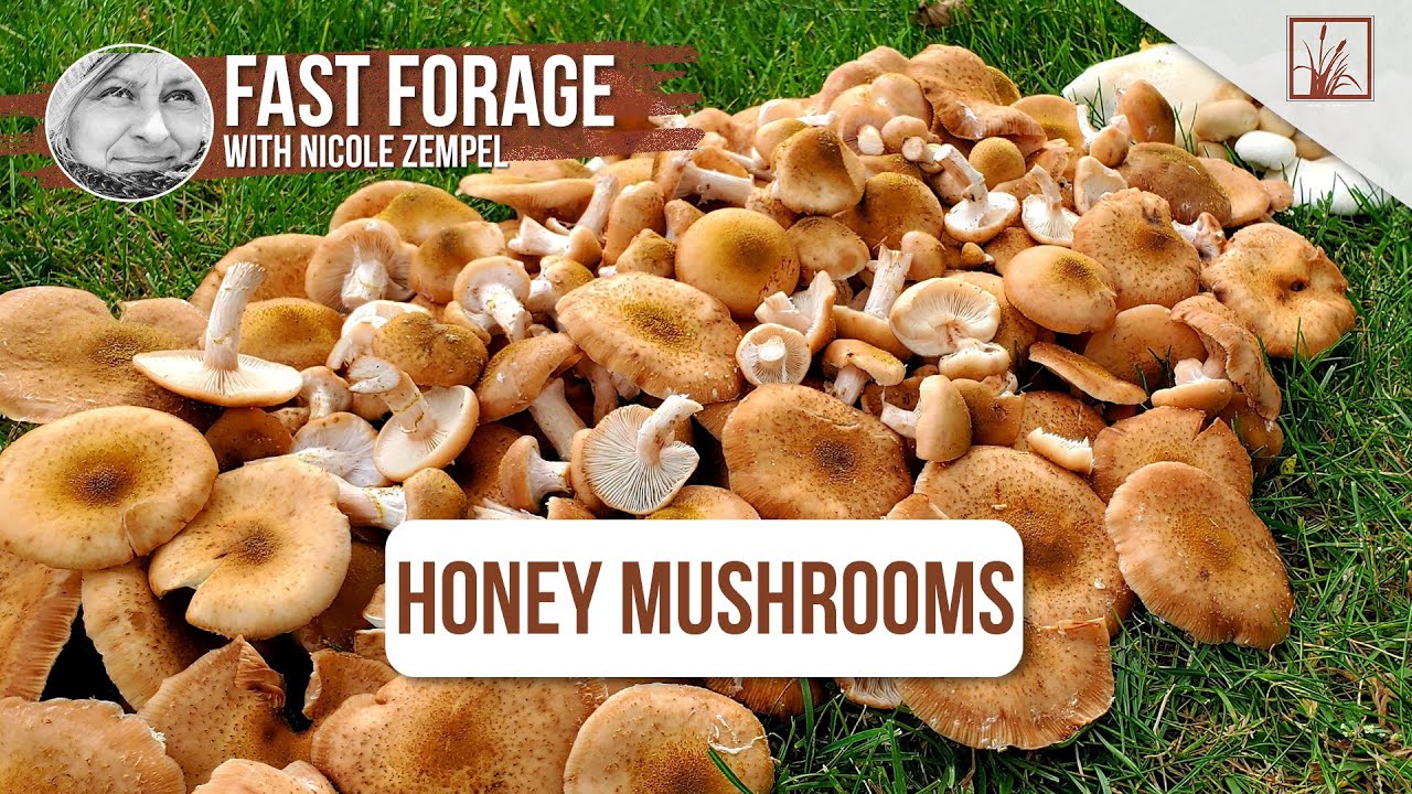 How to Safely Identify and Enjoy Honey Mushrooms