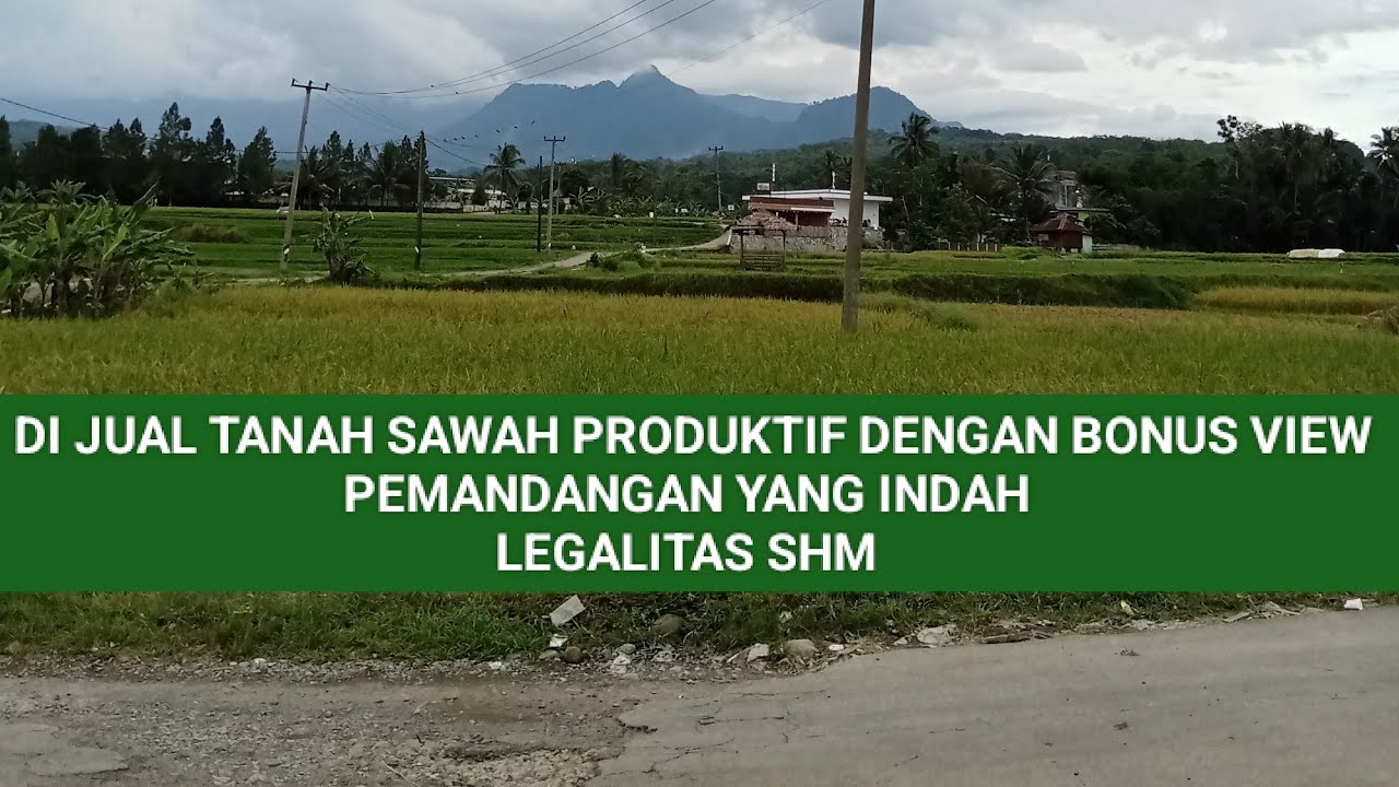 DI JUAL TANAH SAWAH PRODUKTIF SANGAT MURAH DENGAN BONUS VIEW PEMANDANGAN YANG INDAH 