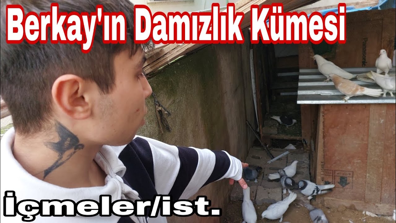 Berkay'ın Damızlık Oyun Kuşu K&uuml;mesi. İ&ccedil;meler, İstanbul