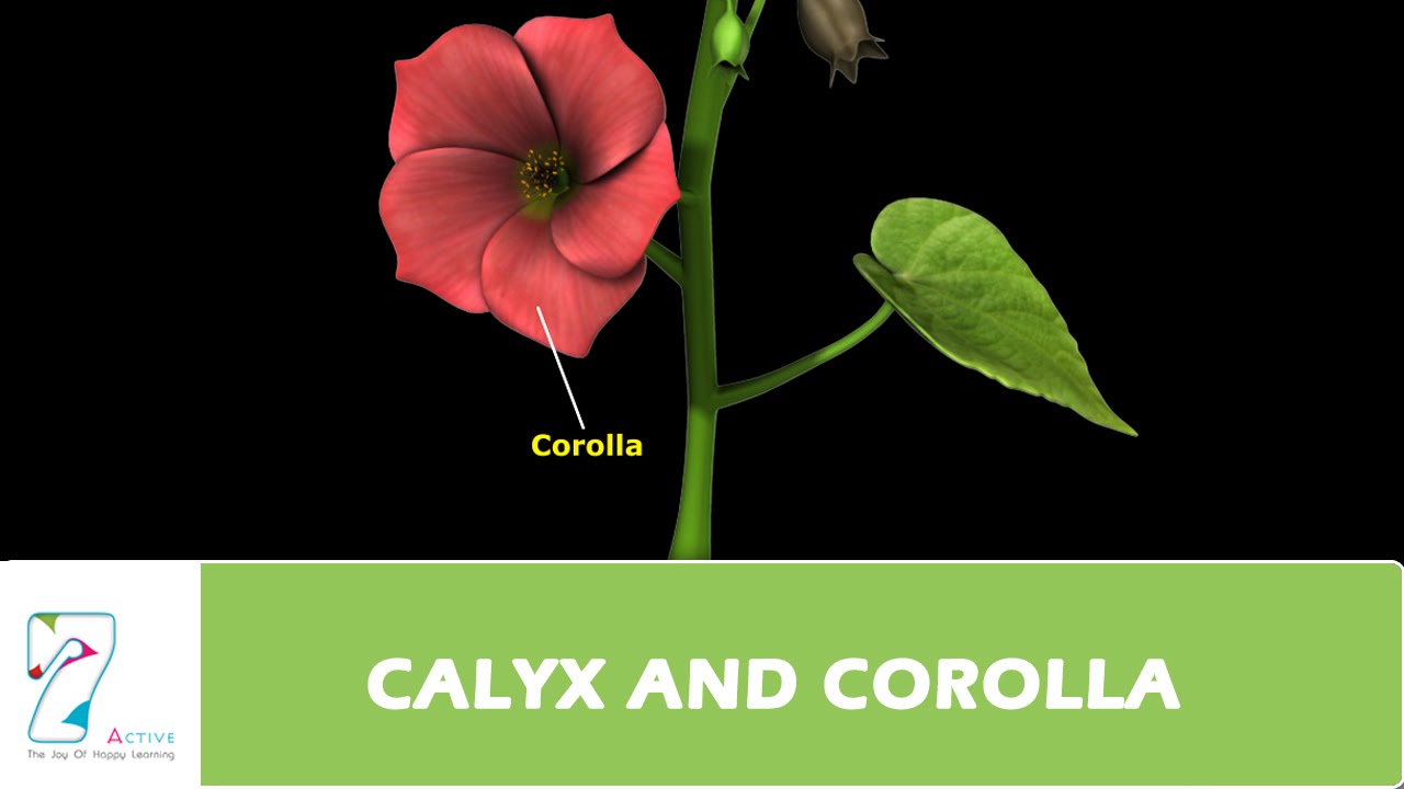 CALYX AND COROLLA