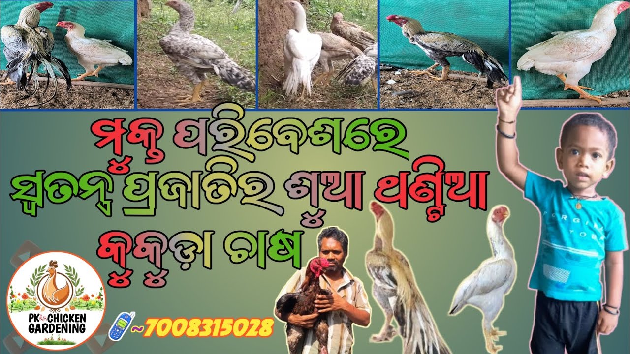 🐔🐓 ଖୋଲା ପରିବେଶରେ ବିଶେଷ ପ୍ରଜାତିର ଶୁଆ ଥଣ୍ଟିଆ କୁକୁଡ଼ା ଚାଷ 🐓🐔 // @pkchickengardening  //