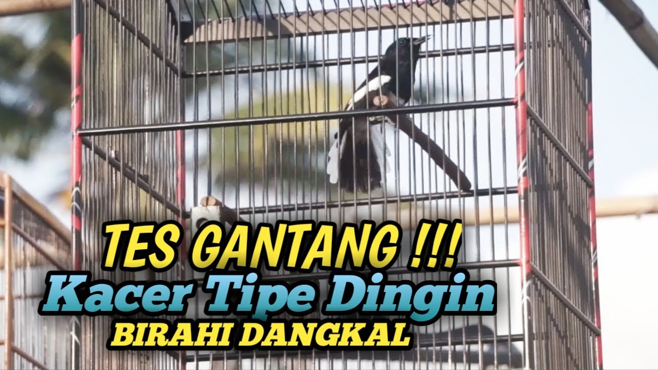 TES GANTANG PERDANA !!! KACER TIPE DINGIN BIRAHI DANGKAL