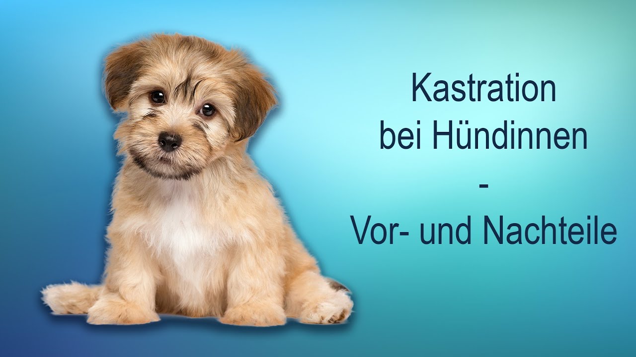Kastration der Hündin -  Vor- und Nachteile!