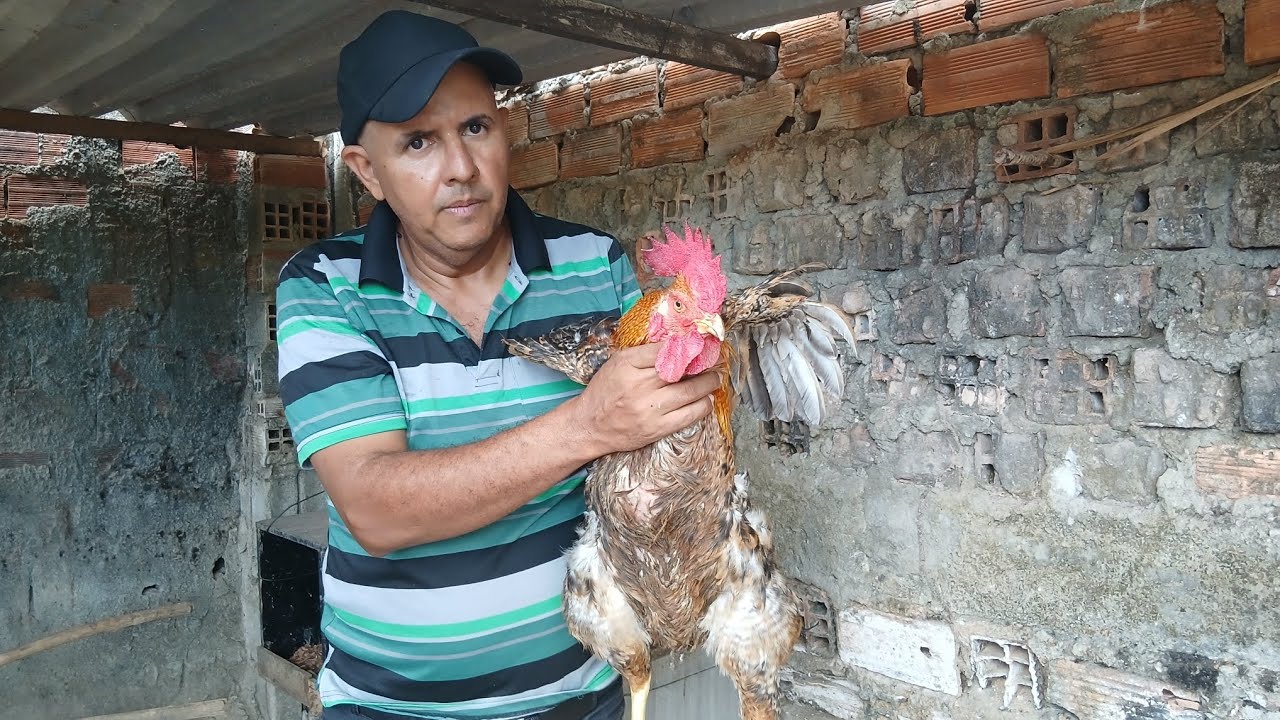 NÃO CAIA EM ARMADILHA: APRENDA A NÃO COMPRAR CAPÃO NA FEIRA LIVRE