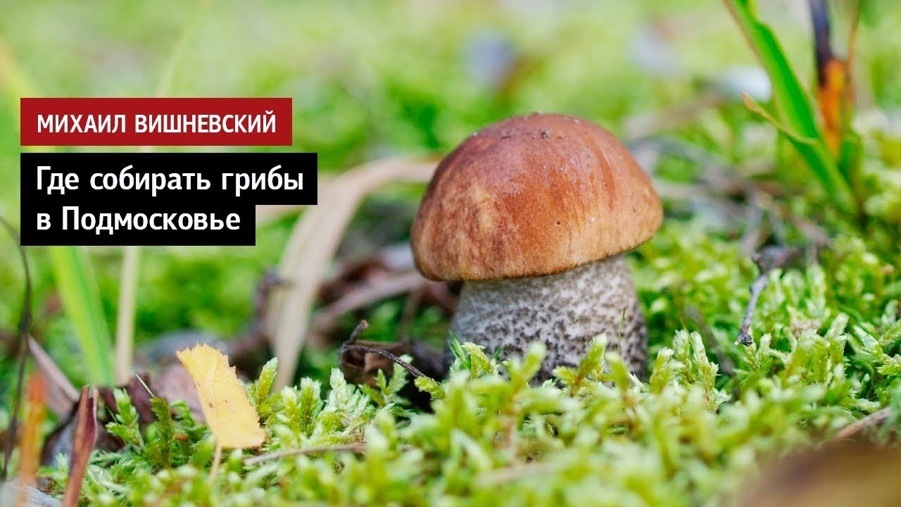 Михаил Вишневский: Где собирать грибы в Подмосковье