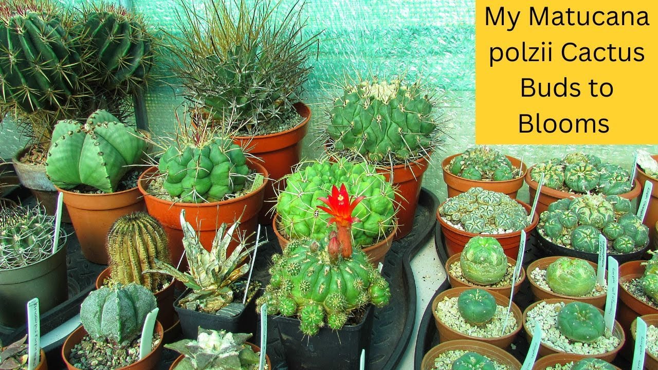 My Matucana Polzii Cactus Plant from Buds to Blooms #cactus  #cactuscollection