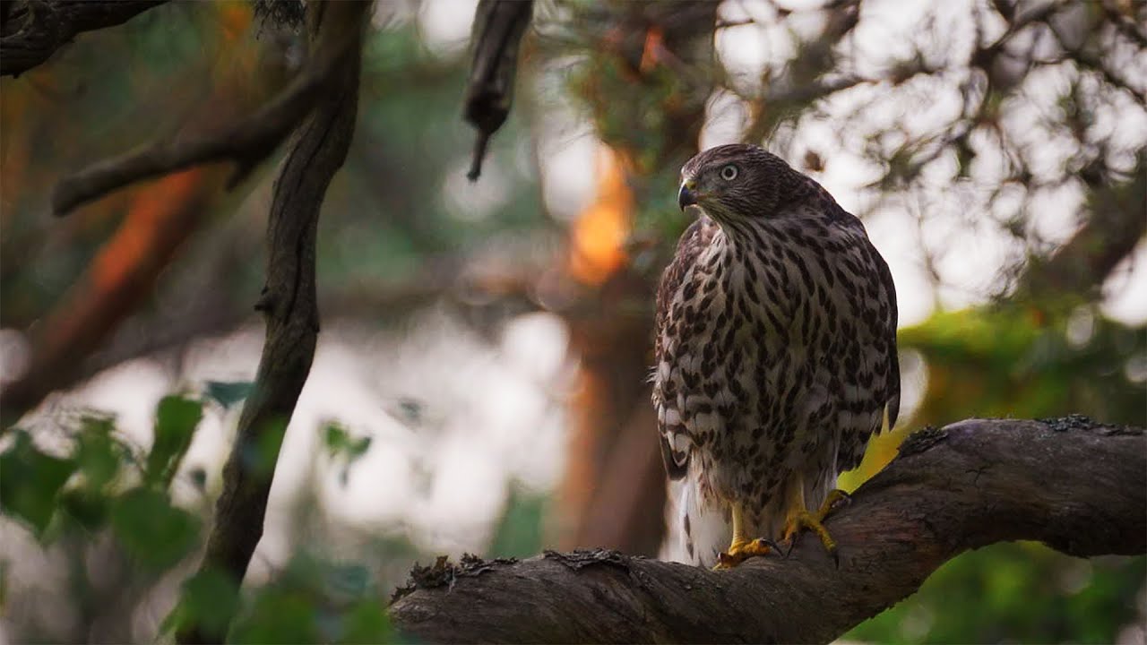 Wild Goshawk Family with Prey | Quiet Wildlife Observation (No Music)