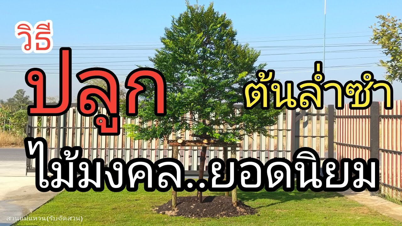 ต้นล่ำซำ ไม้มงคลยอดนิยม
