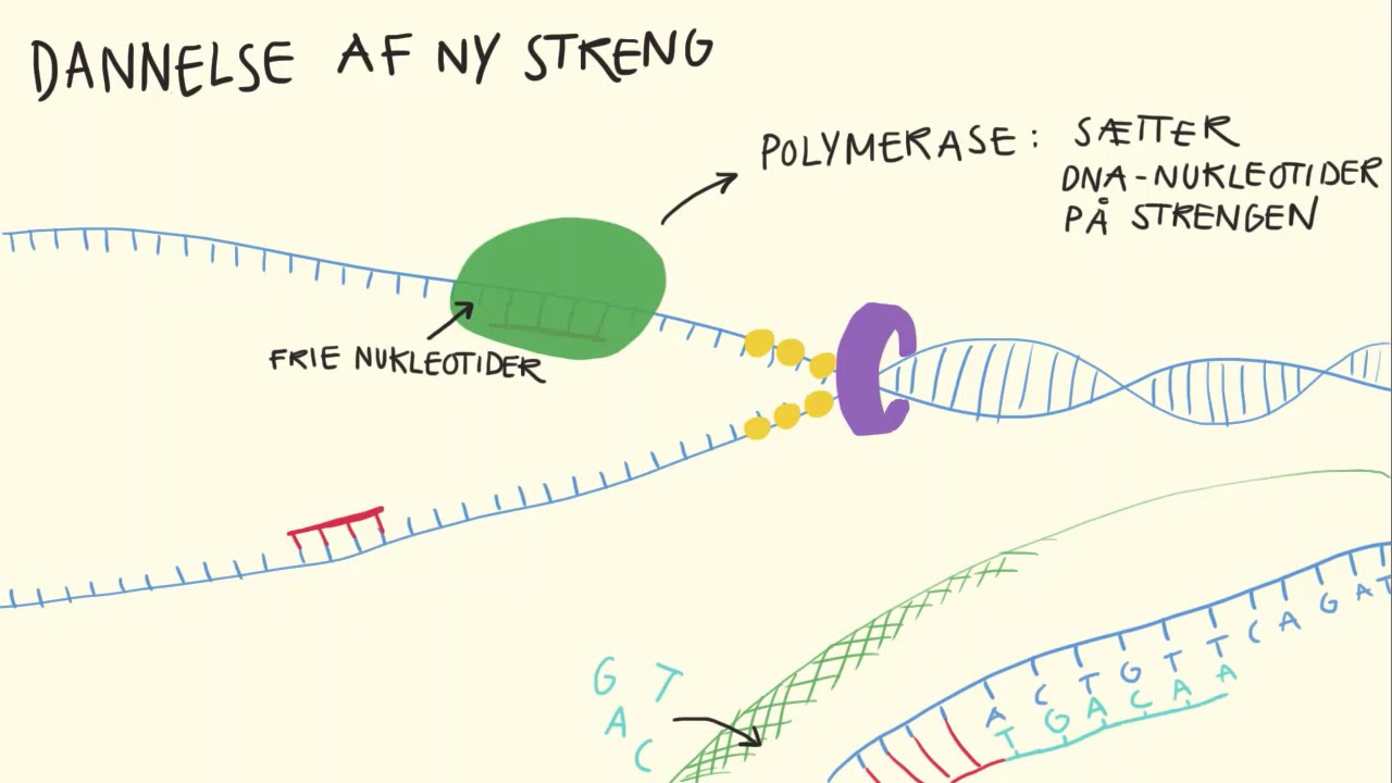 Genetik og molekylærbiologi - DNA Replikation | Biotech Academy