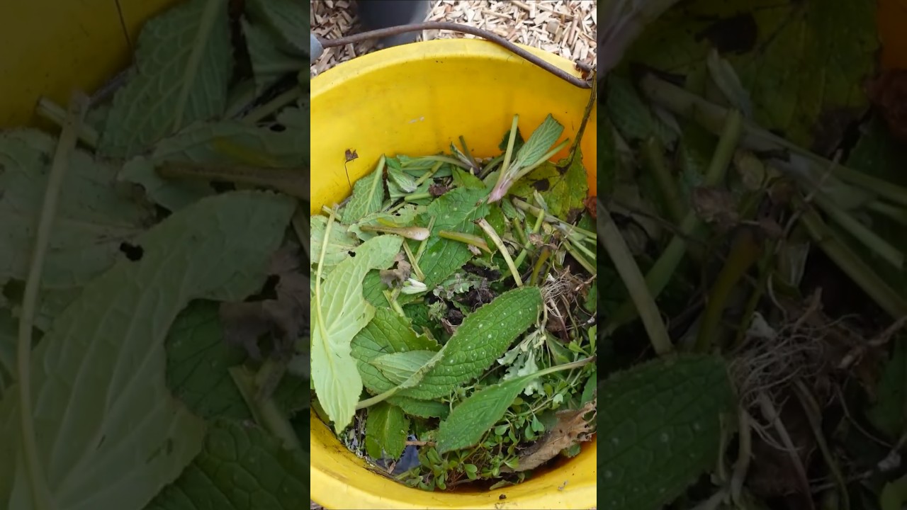 Never throw your weeds again. Make a weed tea fertilizer!!