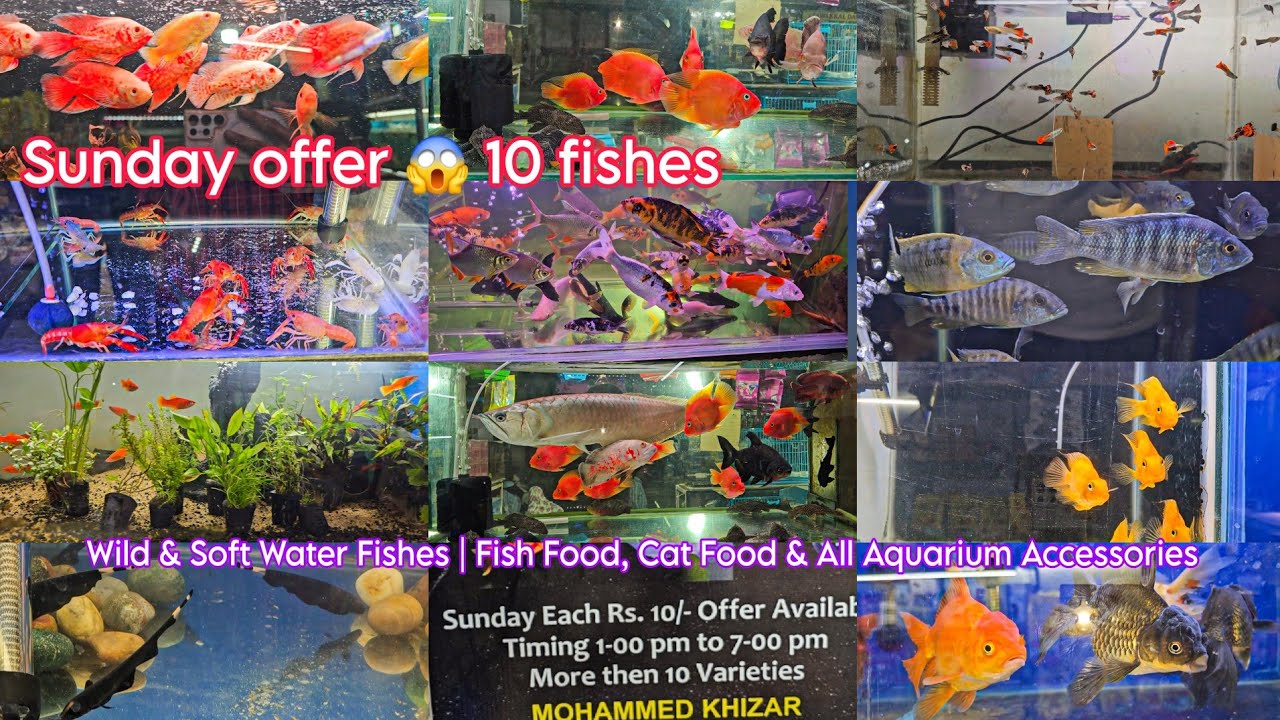 Exotic Fishes | Wild & Soft Water Fishes | Fish Food, Cat Food & All Aquarium Accessories