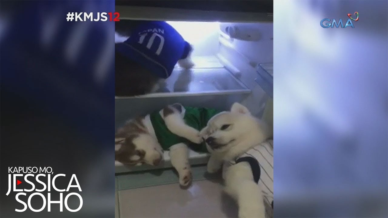 Kapuso Mo, Jessica Soho: Husky puppies, cool dogs!