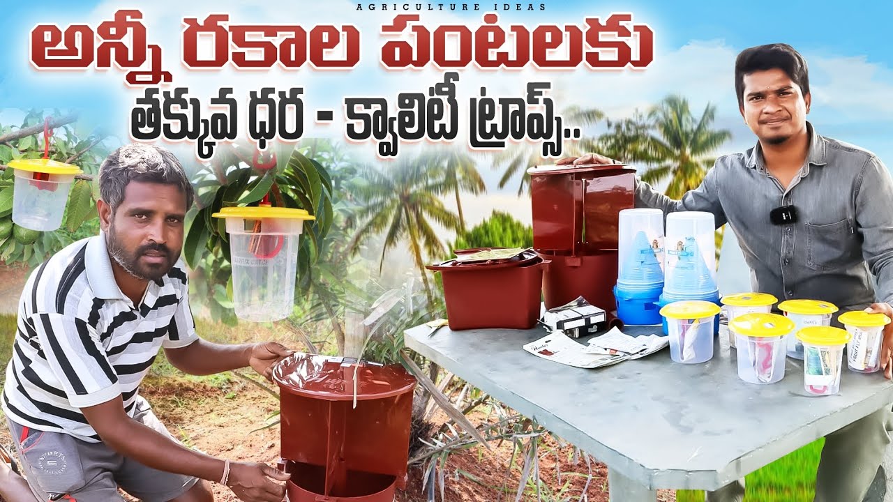 Low Cost Pheromone Lure Traps | లింగాకర్షక బుట్టలు |  Fruit Fly Control Traps | Shiva Agri Clinic
