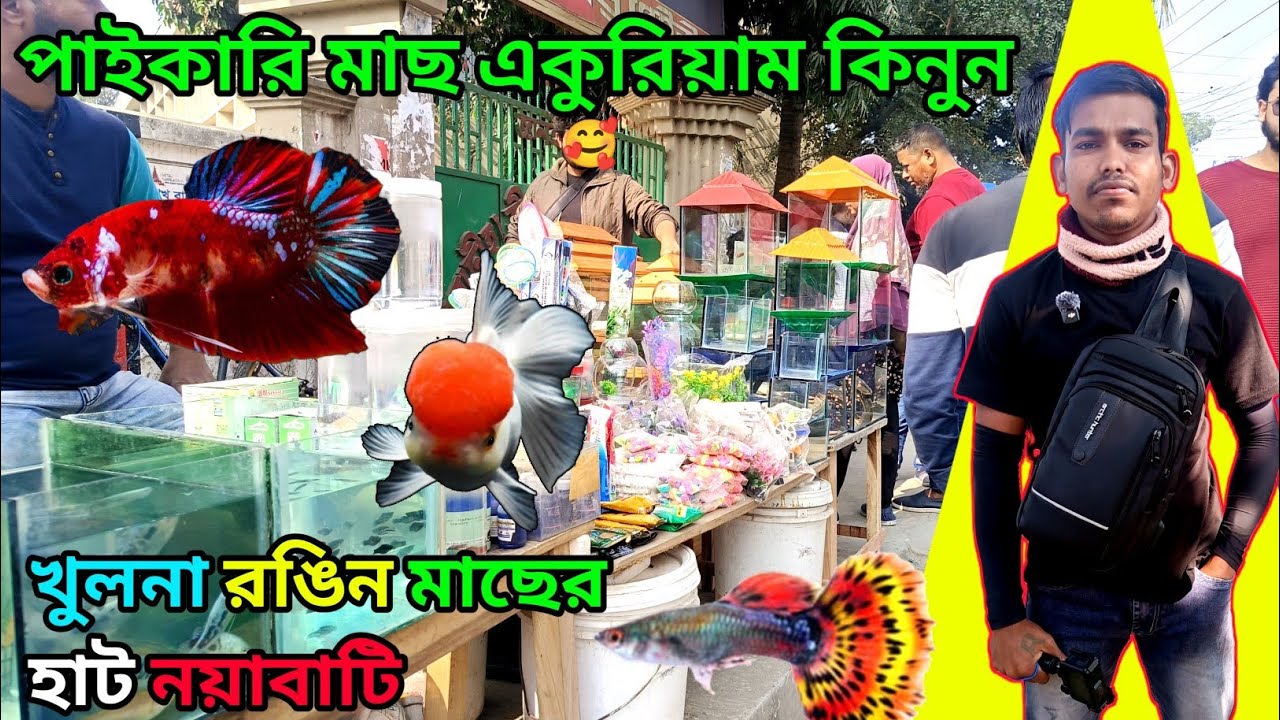 খুলনা রঙিন মাছের হাট নয়াবাটি aquarium fish price ni Bangladesh রঙিন মাছের দোকান fish price #foryou 
