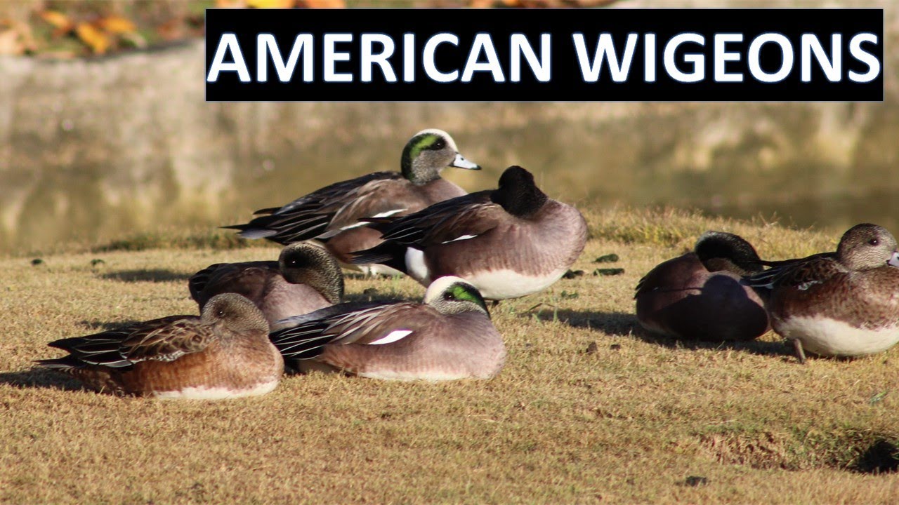 American Wigeon Short Documentary - Mareca americana american wigeons - Coto de Caza
