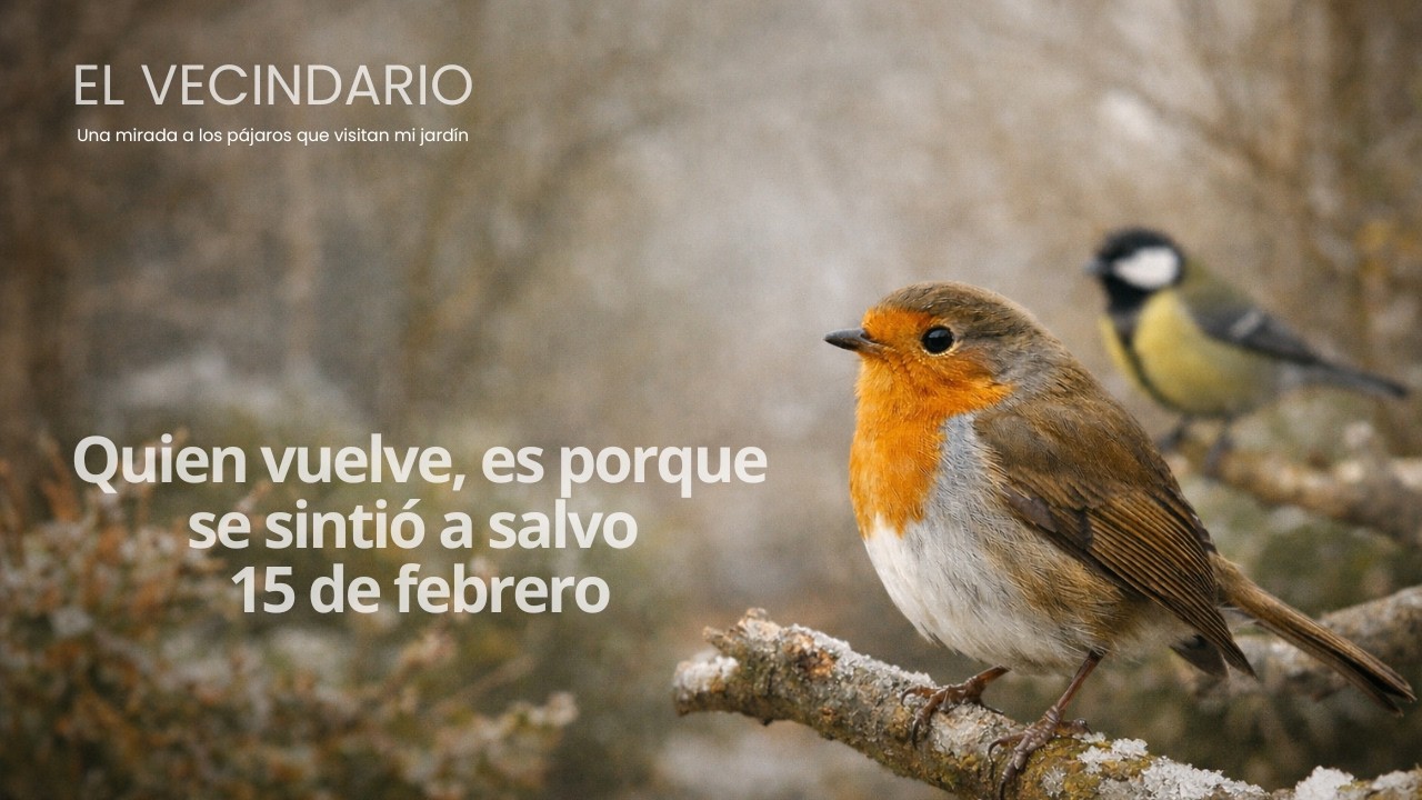 Quien vuelve, es porque se sintió a salvo.  16 de febrero.  #birds #winterbirds #birdslovers