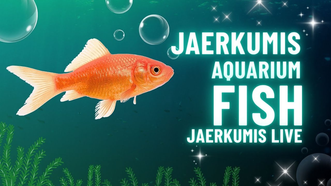 JaerKumis😽 is live