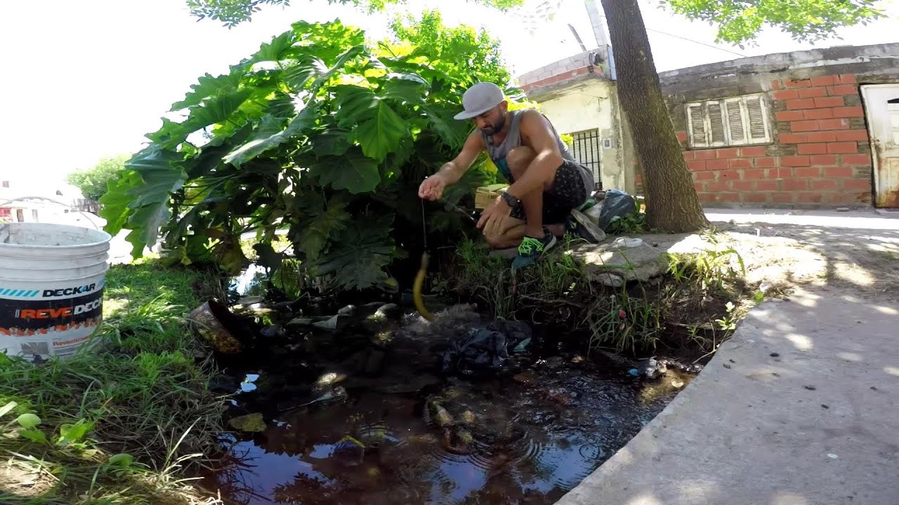 PESCA URBANA, de anguilas, recorrí 43 km en bicicleta y armé acuario