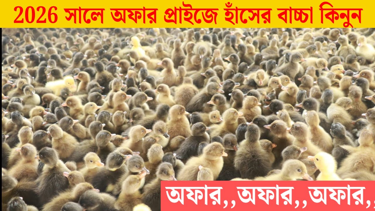 2026 সালে অফার প্রাইজে হাঁসের বাচ্চা কিনুন। এক গ্রেডের অরজিনাল খাকি ক্যাম্বেল হাঁসের বাচ্চা কিনুন 
