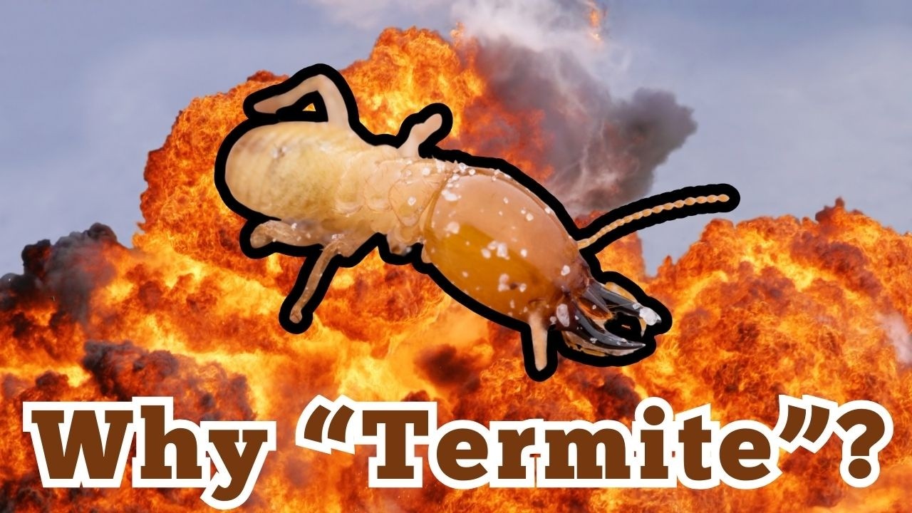 Why Is It Called a Termite?