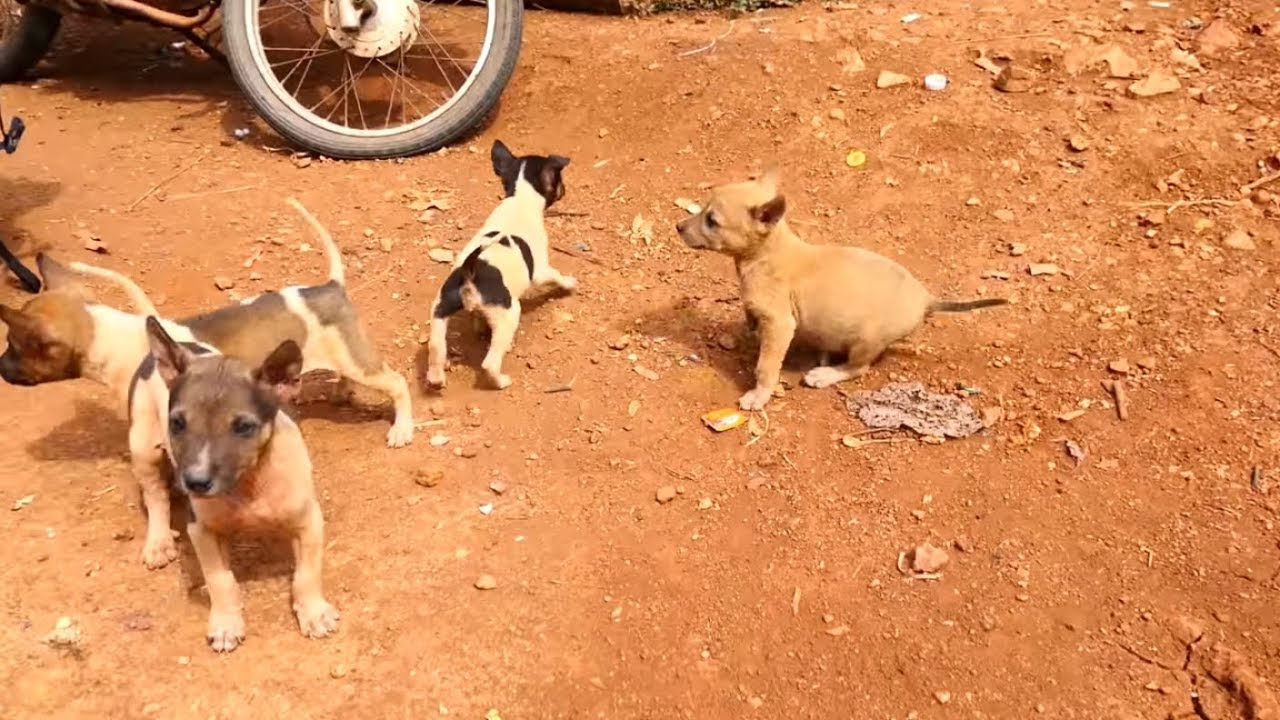 k bll i cagnolini XD