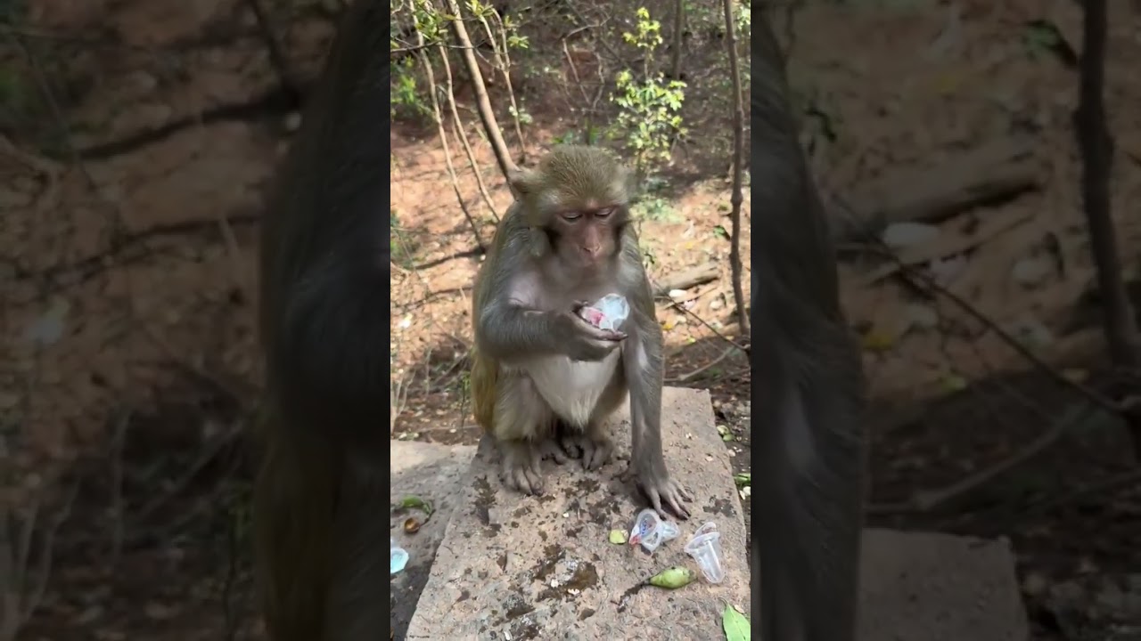 monkey eat jelly 🤤 