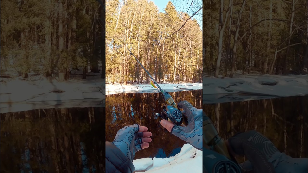 Kuzicatch Puronieria 547 stream rod 0.5-4 gm MF #kuzicatch #streamrod #troutfishing #fishing