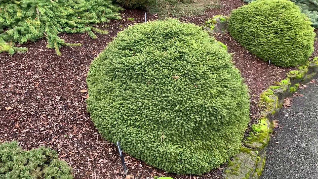 Picea abies 'Little Gem' Dwarf Norway Spruce  January 31, 2020