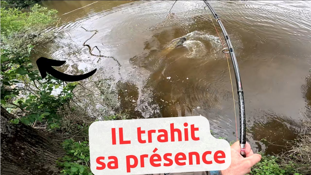 Il monte en surface pendant un stalking carpe