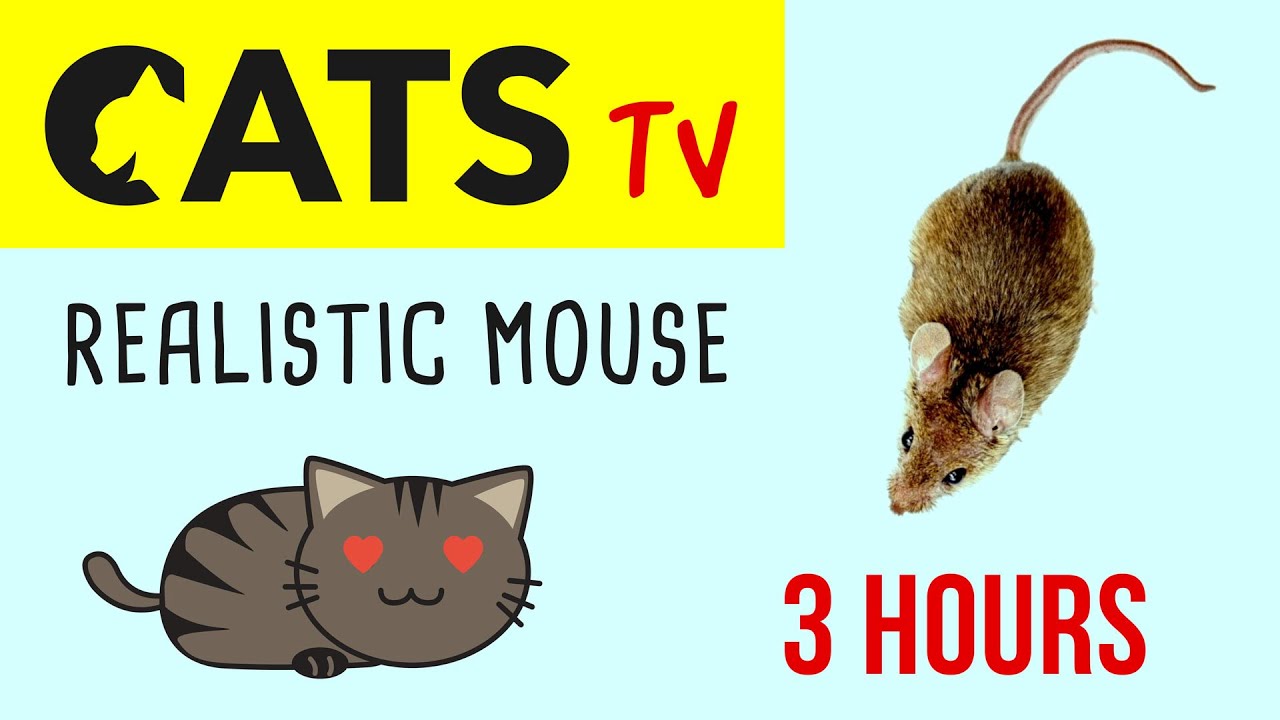 CATS TV - Realistic Mouse 🐁 HD - 3 HOURS (Video Game for Cat & Dog)