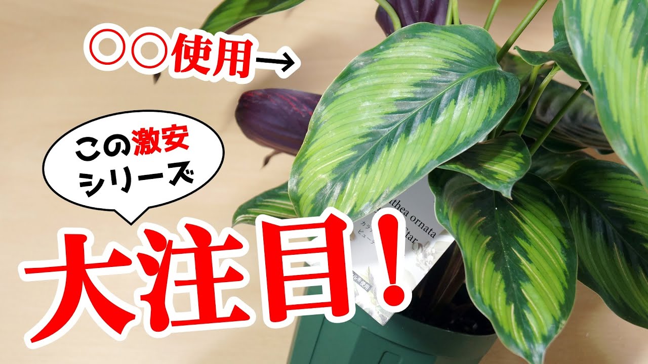 この観葉植物は”コスパ最強”な上…、秘密があります【カラテア】