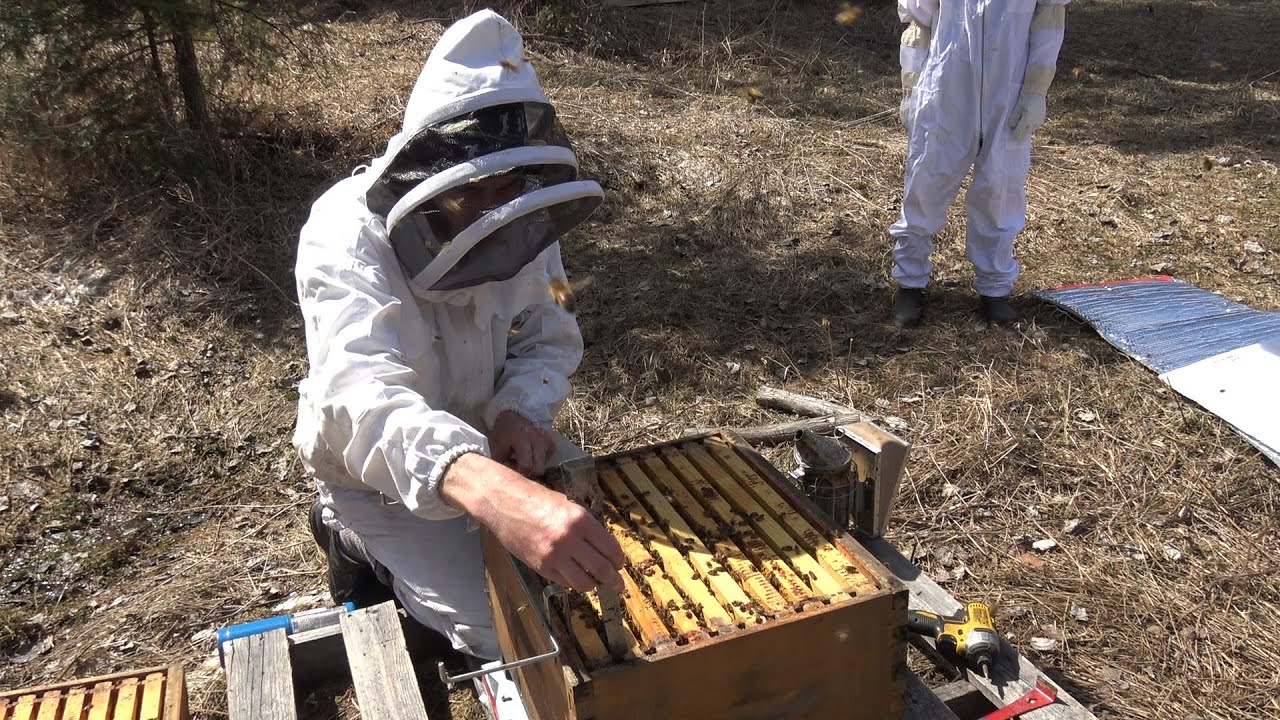 Fin de l'hivernage pour la colonie d'abeilles