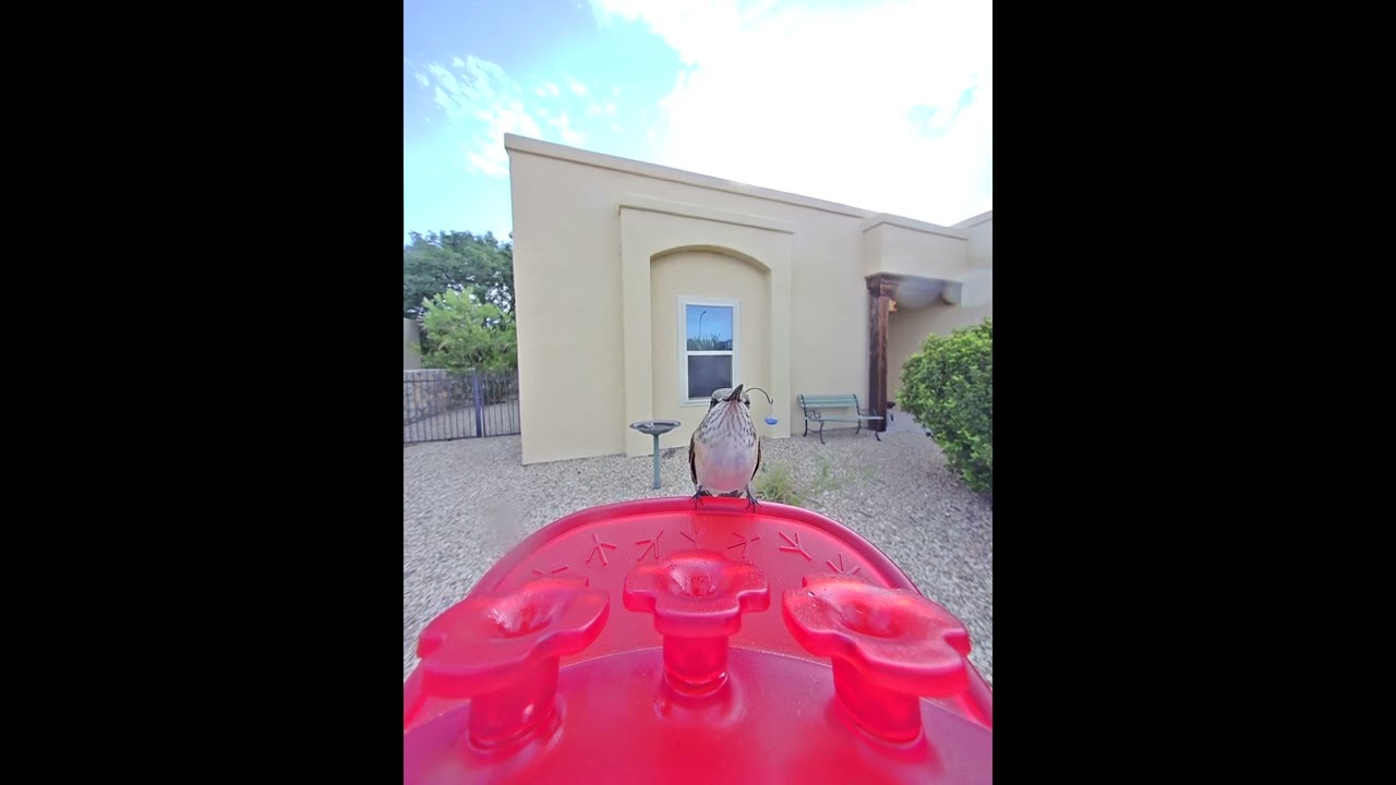 Calliope Hummingbird feeder positions, Birdbuddy