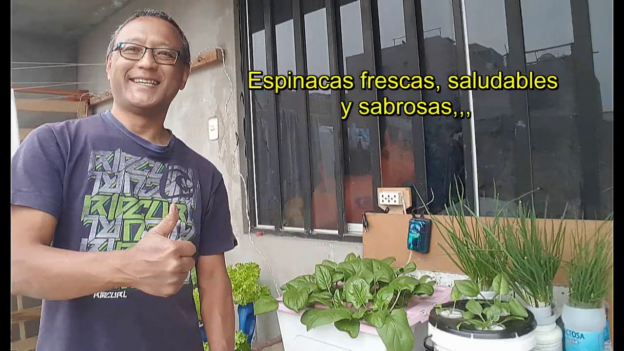 Espinacas en cultivo hidropónico de raíz flotante