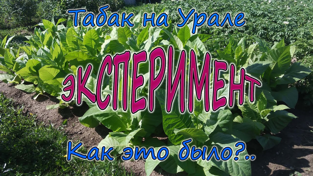 Как я вырастил табак...