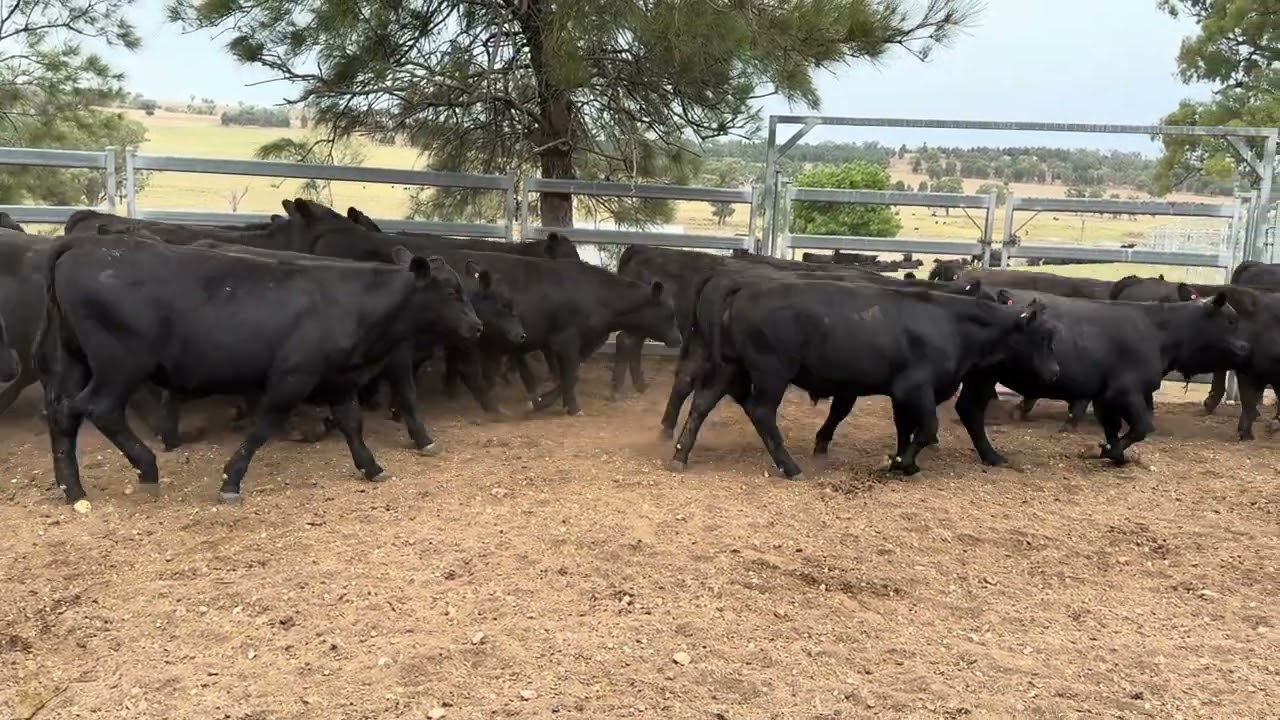 Pursehouse wnr steers 