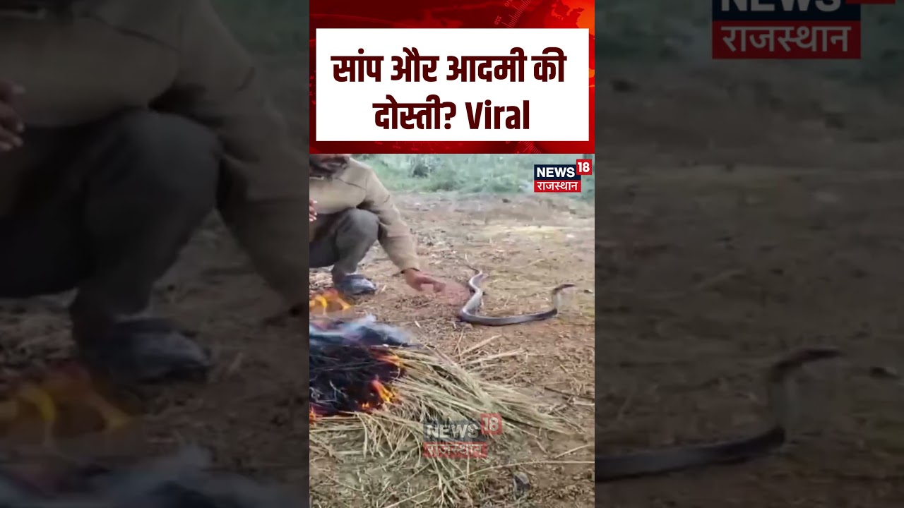MP Man Snake Viral Video : सांप और आदमी की दोस्ती? Viral | N18S | Top News | Viral Video