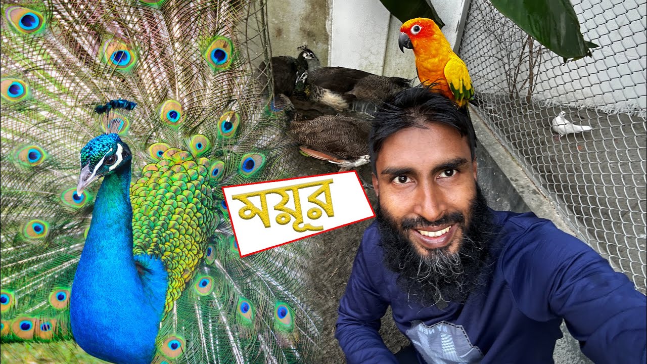 ময়ূর গুলোকে মুক্ত করে দিলাম || Bird's Canvas