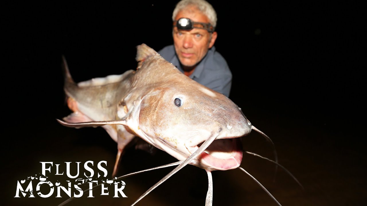 Der Piraiba: Eine furchterregende Kreatur | S6 E01 | Fluss Monster