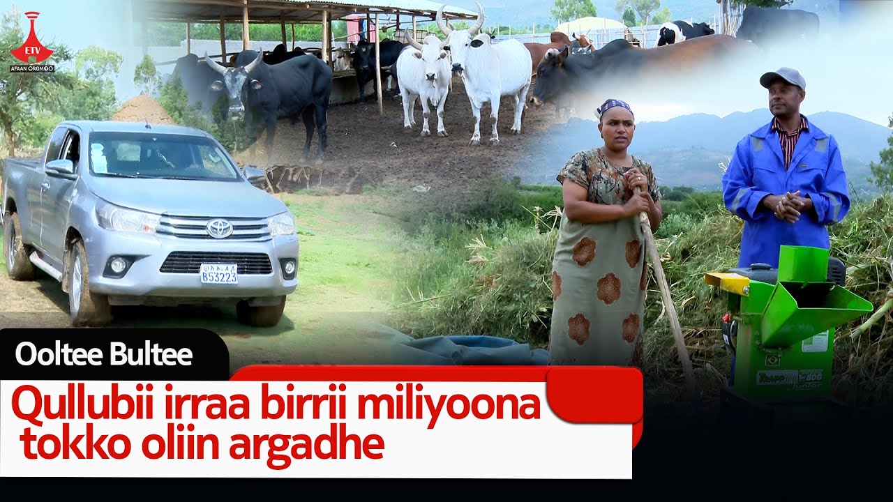 Qullubii irraa birrii miliyoona tokko oliin argadhe. etv|Ebc |Etv Afaan Oromoo|oduu Etv Afaan Oromoo