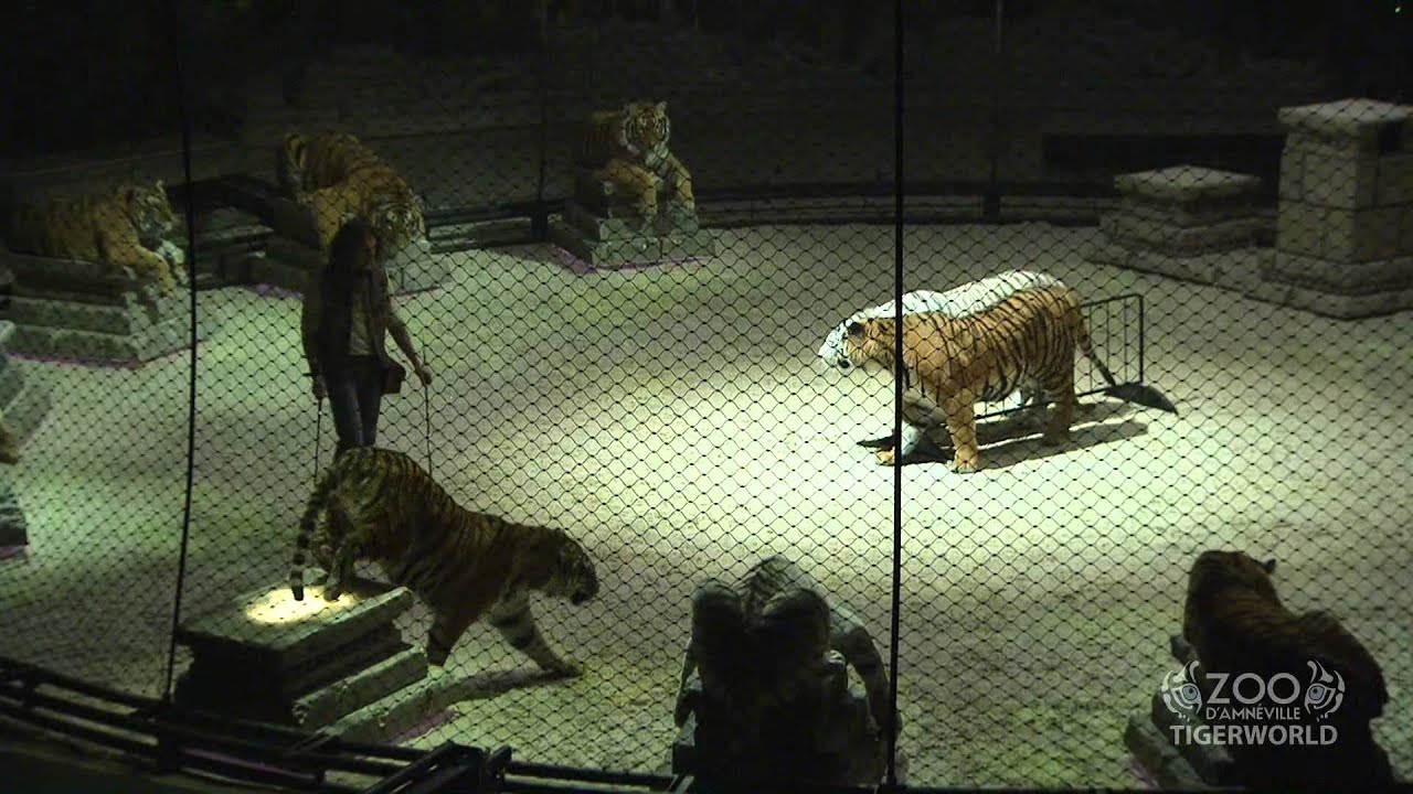 Depuis le 11 Avril, le ZOO d'Amnéville présente son nouveau spectacle : le « Tiger World » !