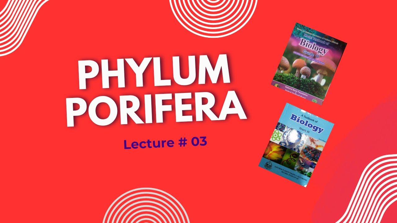 Phylum Porifera (Sponges) | Complete Biology Lecture | Characteristics, Structure & Importance